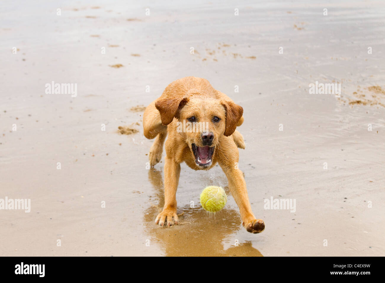 Gelben Labrador spielen mit Kugel Stockfoto