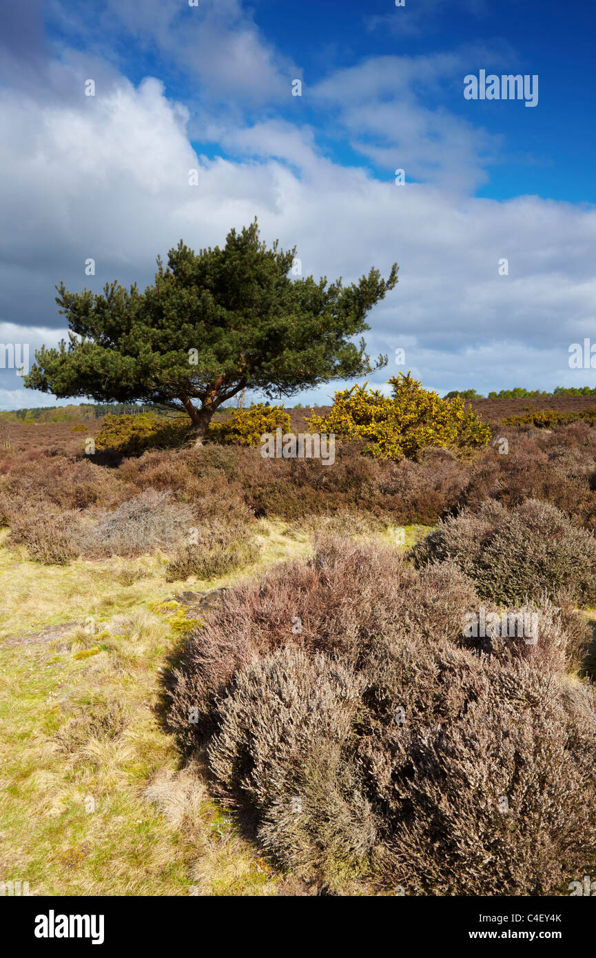 Westleton Heide in Suffolk Stockfoto