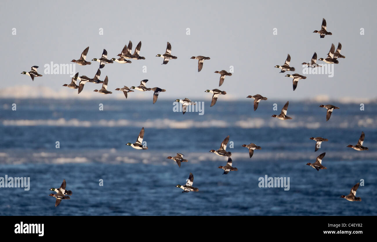 Schellenten (Bucephala Clangula). Männchen und Weibchen im Flug über der Ostsee. Finnland. Stockfoto