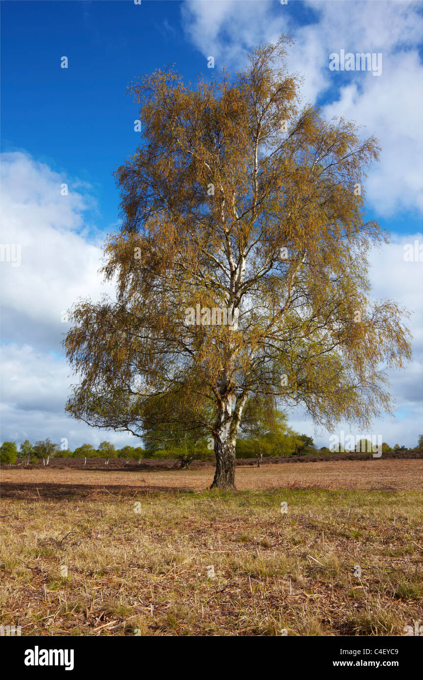 Westleton Heide in Suffolk Stockfoto