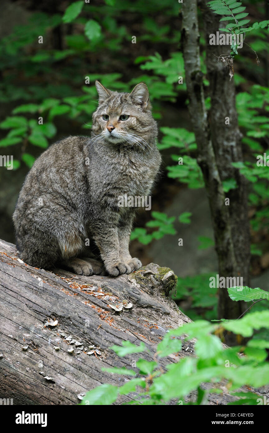 Wildkatze (Felis Silvestris) sitzen an gefallenen Baumstamm im Wald Stockfoto