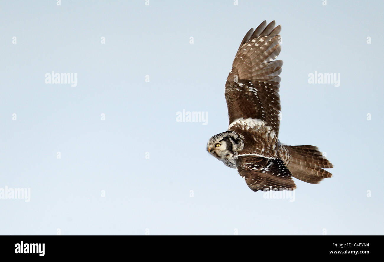 Nördlichen Sperbereule (Surnia Ulula), Erwachsene im Flug. Finnland. Stockfoto