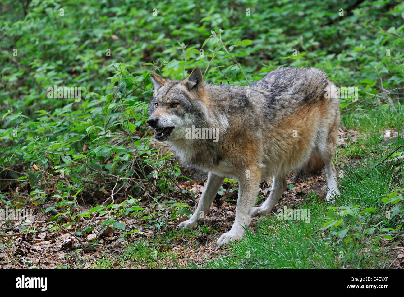 Unterzuordnen Sie europäische graue Wolf (Canis Lupus), Schwanz zwischen die Beine zeigen Angst und Aggressivität Stockfoto