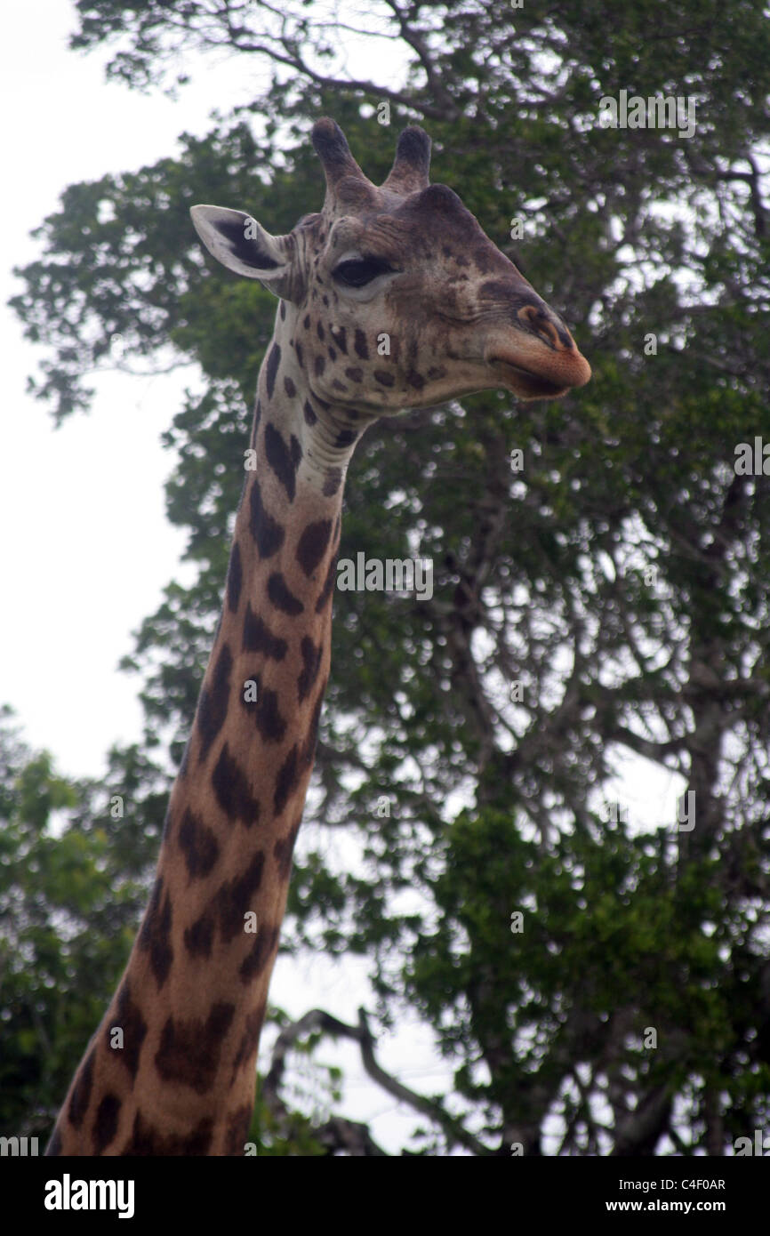 Giraffe (Giraffa Giraffe) am Shimba Nationalpark, Kenia, Ostafrika Stockfoto
