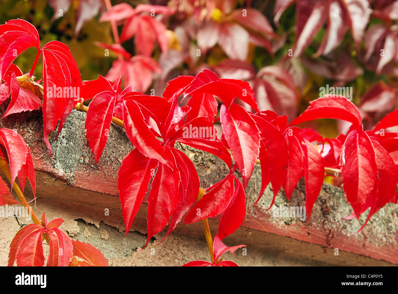 Wilder Wein - wildem 16 Stockfoto