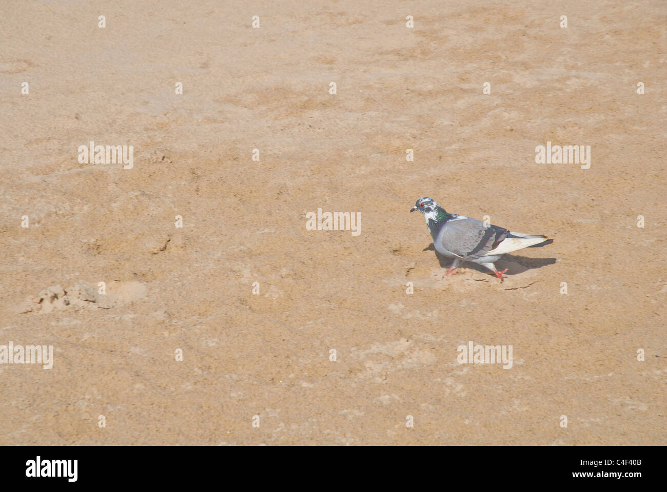 Tel Aviv, Szene des Lebens Stockfoto