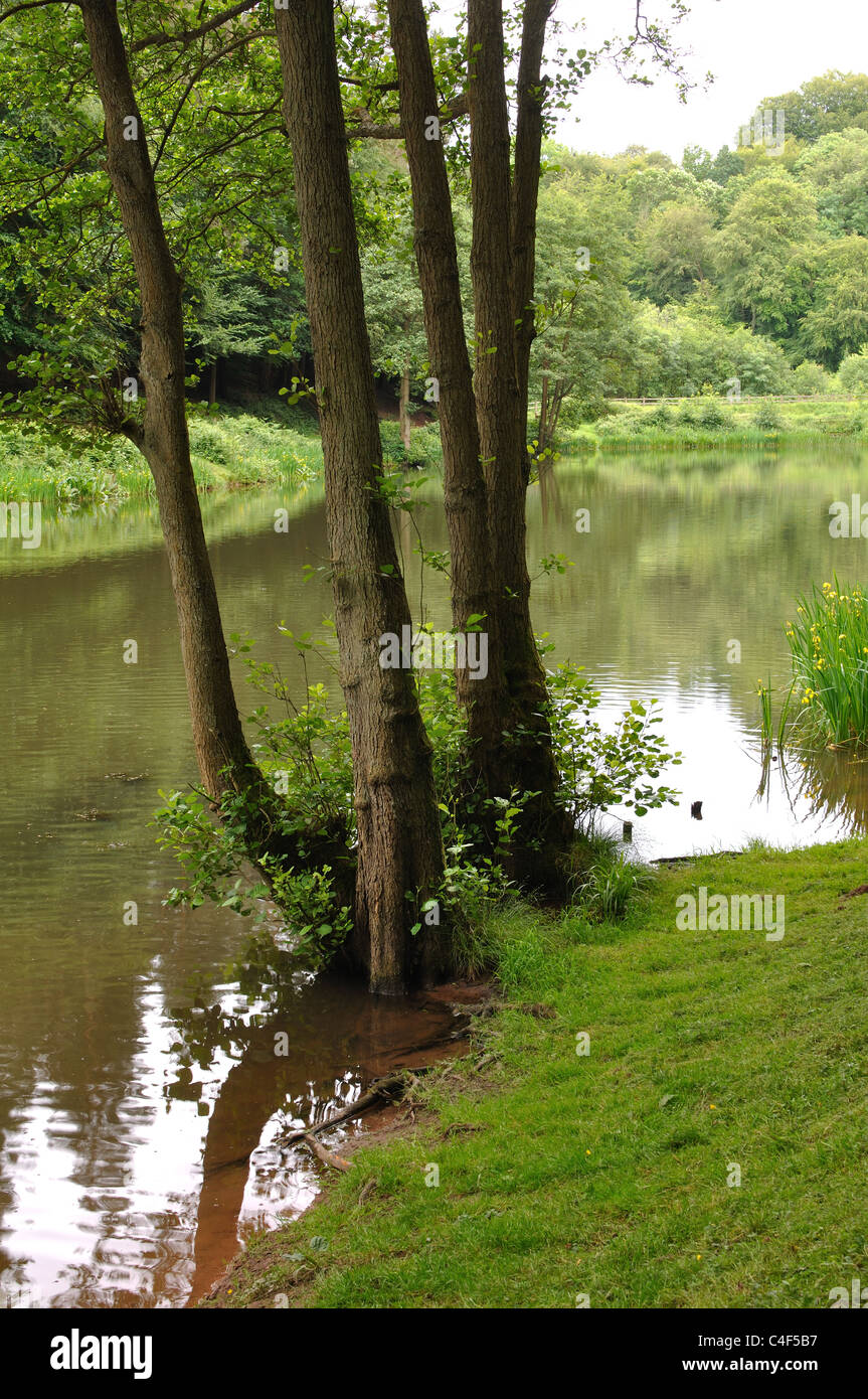 Soudley Teiche, Wald des Dekans, Gloucestershire, England, Vereinigtes Königreich Stockfoto