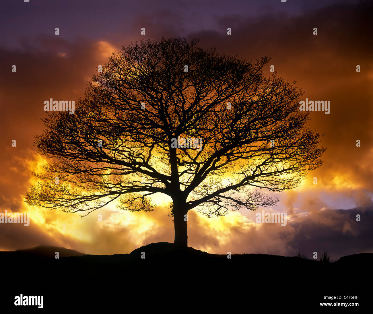 Einzel-, Baum, Landschaft, allein, sunset, launisch, Silhouette, orange, Glühen, stürmisch, Hügel Stockfoto