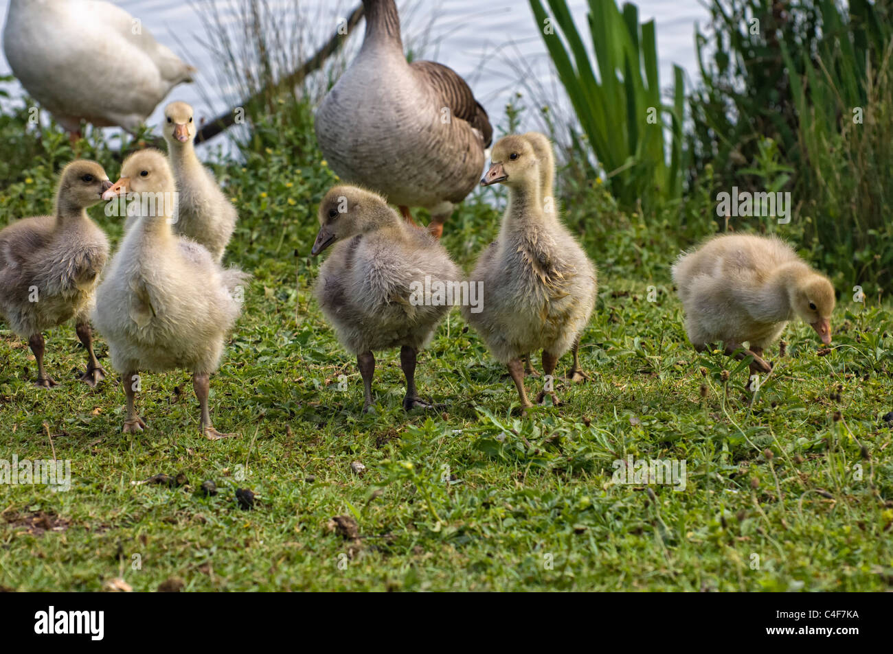 Graugans Goopse Gänsel zu Fuß auf dem Rasen Stockfoto