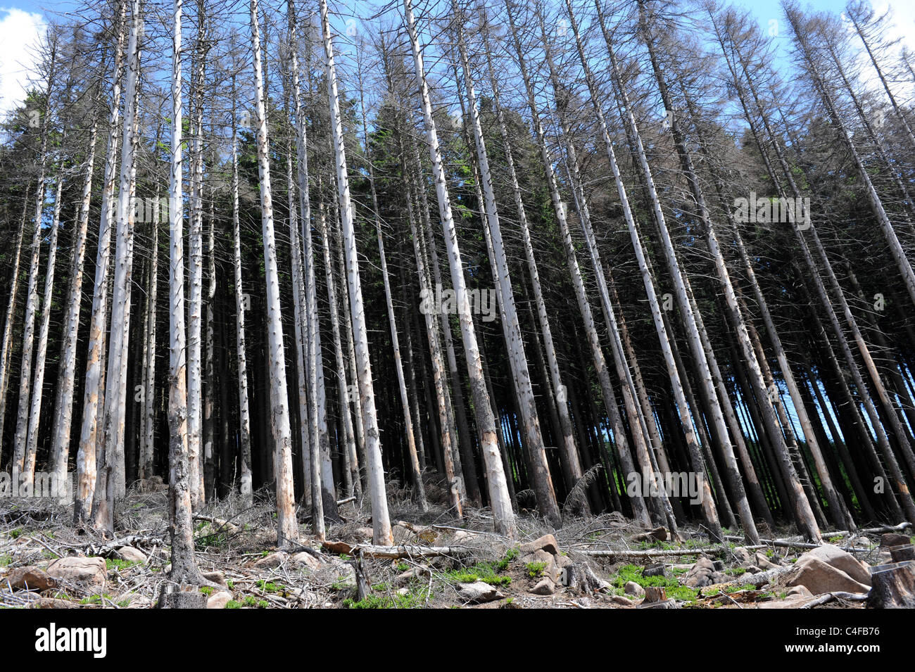 Fichten getötet durch Borkenkäfer im Nationalpark Harz Deutschland Stockfoto