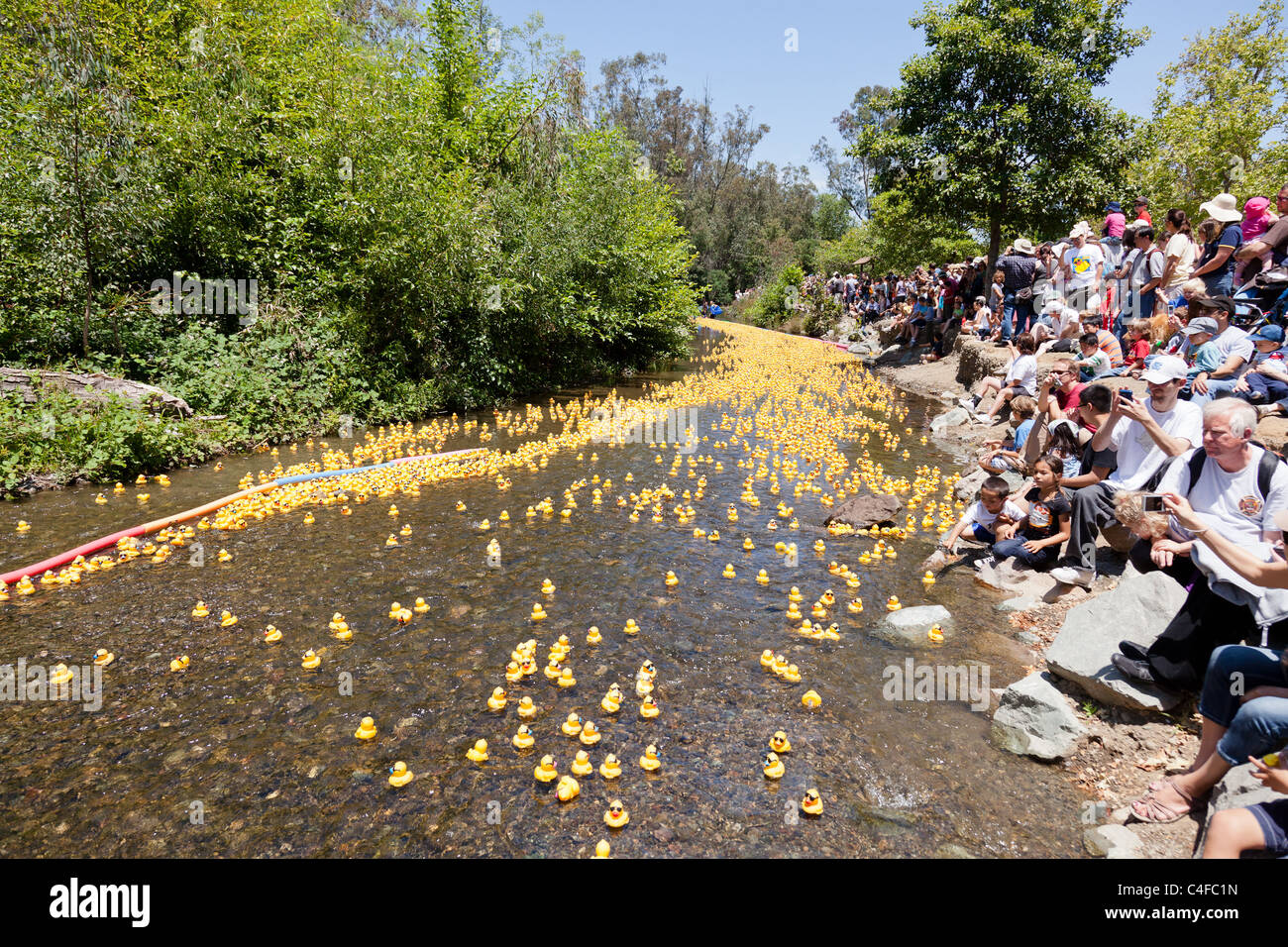 LOS GATOS, CA, USA - Juni 12: Die Quietscheentchen sind ihren Sommer bei der 4. jährlichen Silicon Valley Entenrennen in Vaso kicking off Stockfoto