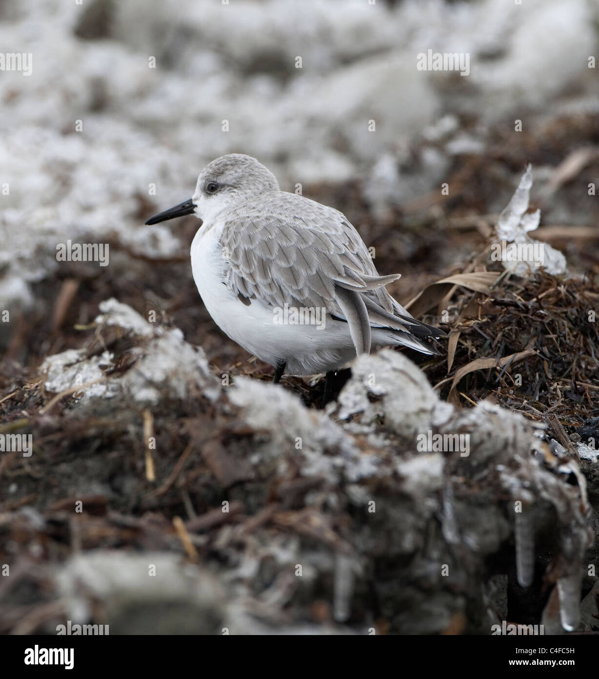 Sanderling (Calidris Alba) Stockfoto