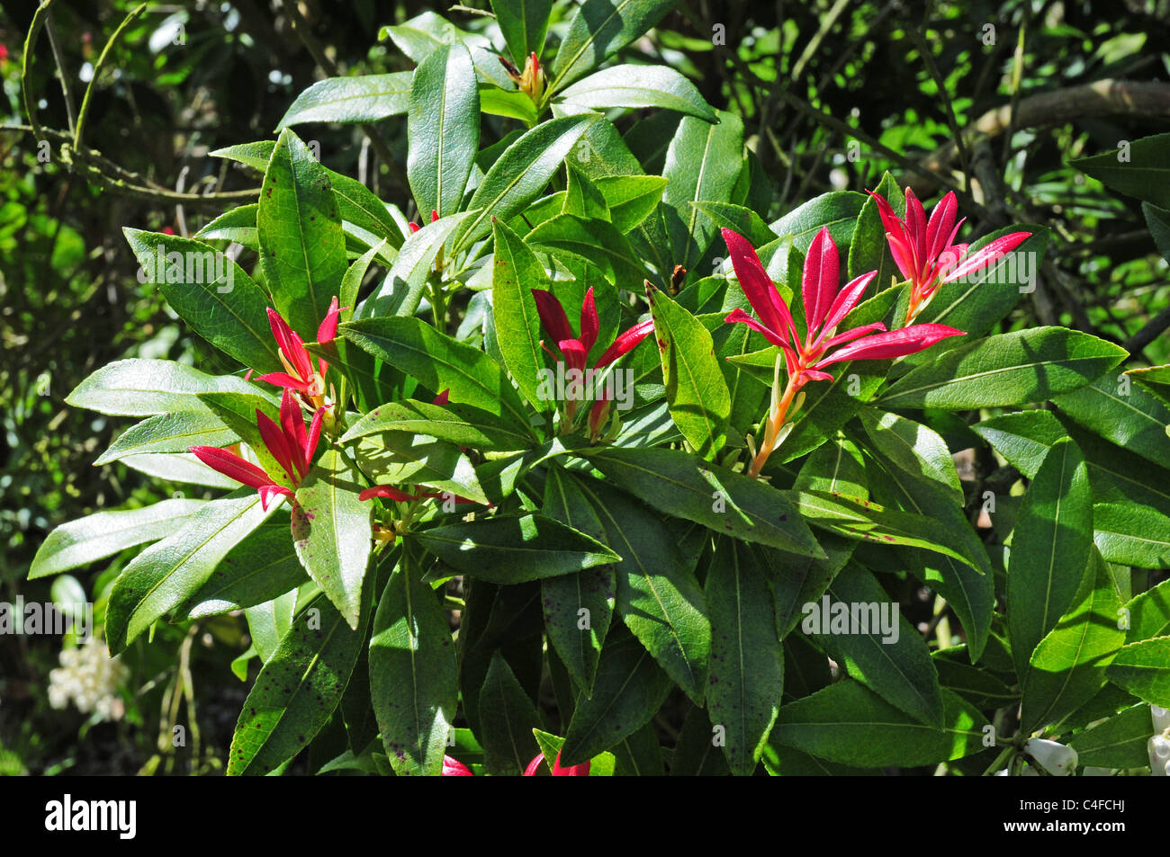 Neue Blätter von Pieris Formosa Forrestii. Mag Kalk freien Boden. Stockfoto