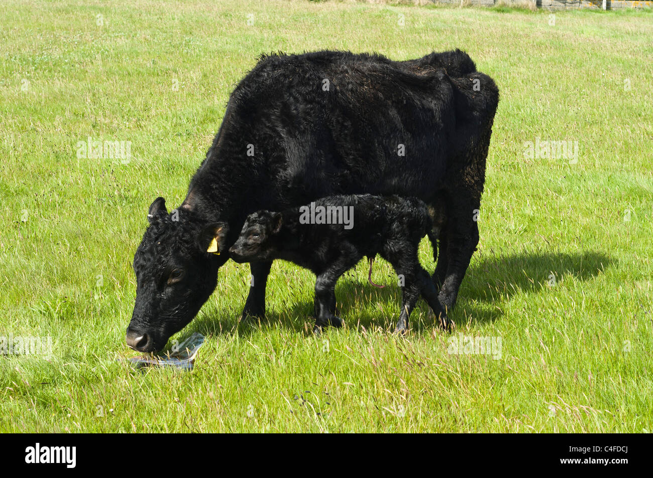 dh COW UK Neugeborene Kälbermutter Kuh, die Plazenta frisst Neugeborene Kälber Stockfoto