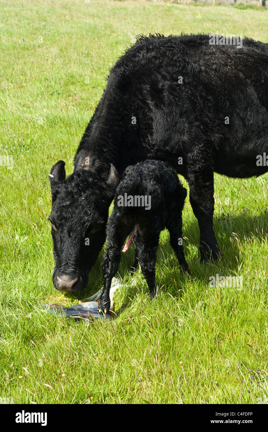 dh COW UK Neugeborene Kälbermutter Kuh Essen Plazenta Neugeborene Stockfoto