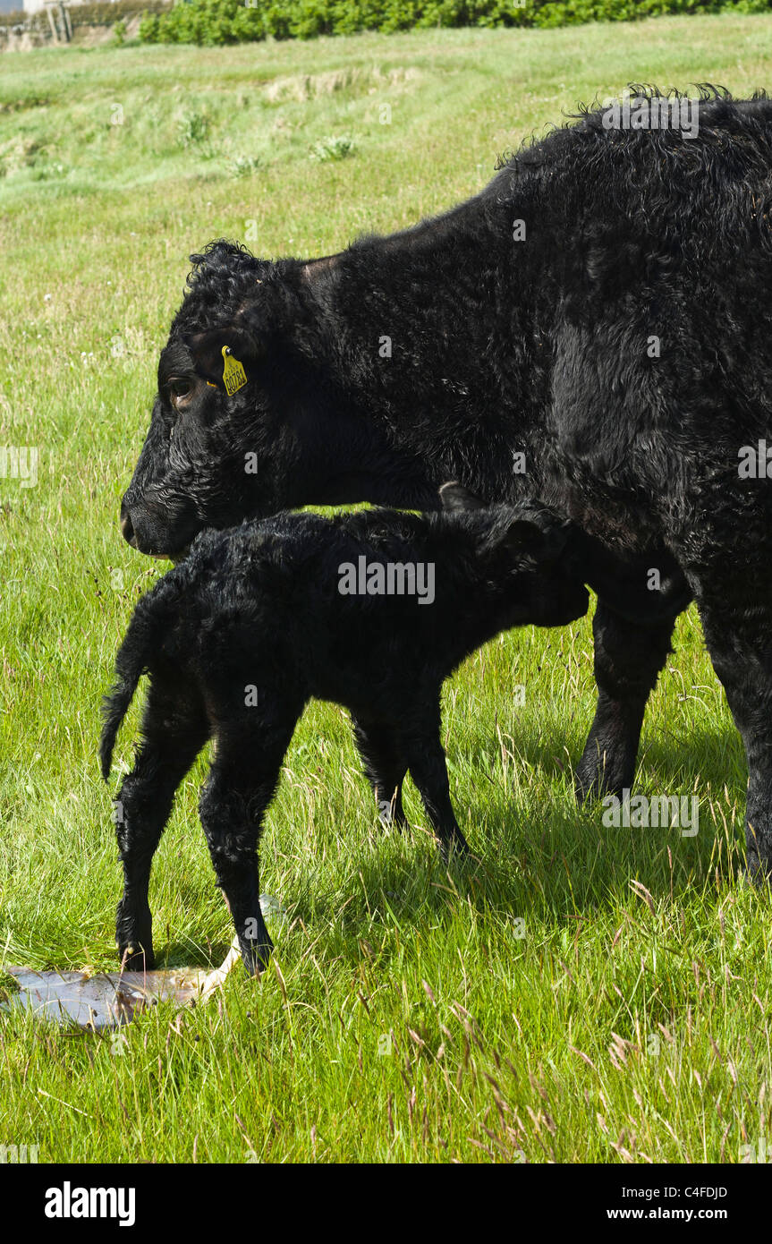 Dh KUH UK neu Kalb Mutter Kuh in Feld und Plazenta neugeborene Kälber geboren Großbritannien Geburt Stockfoto