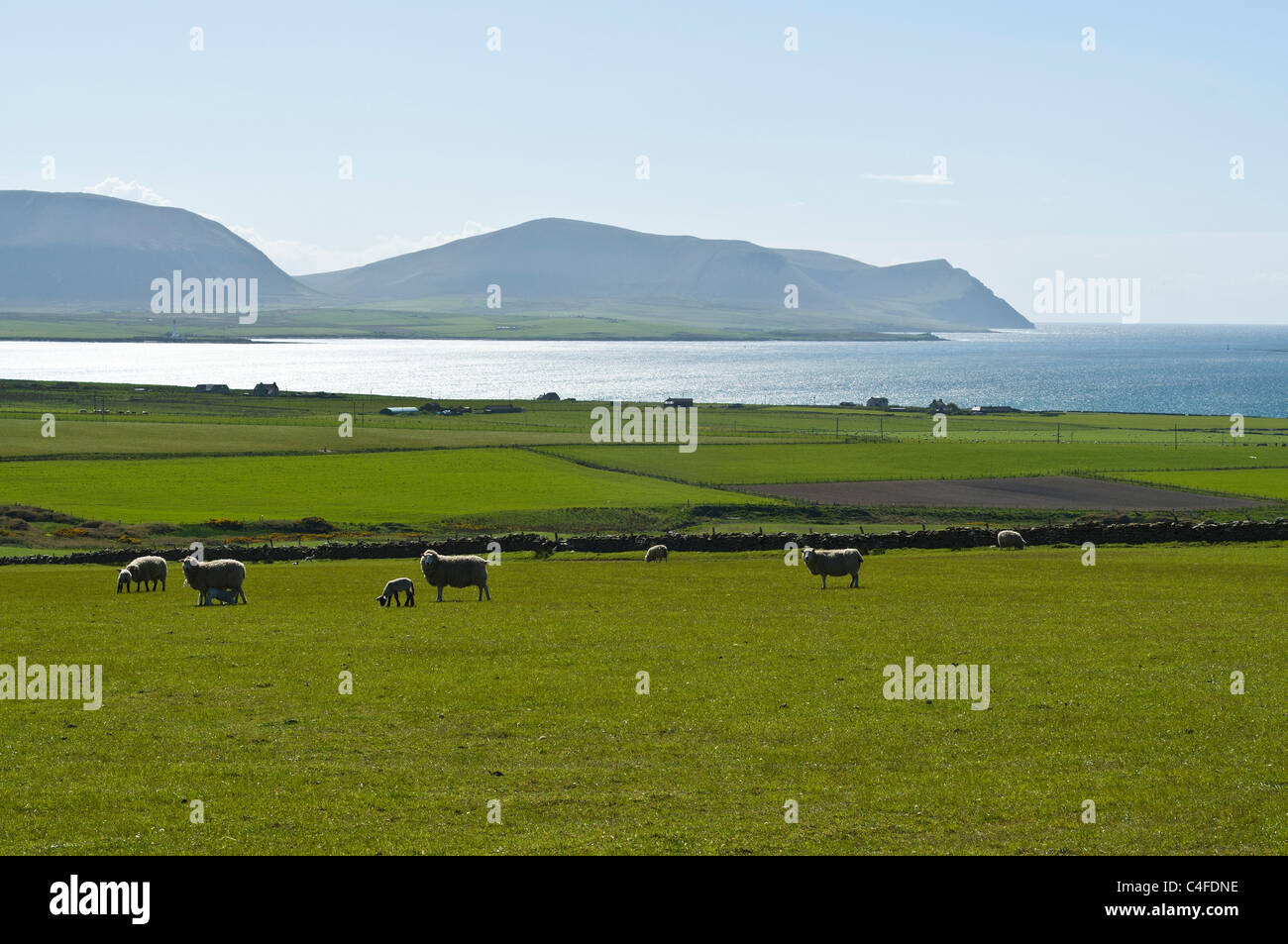 dh SCHAFZUCHT ORKNEY Schottische Lämmer und Schafe auf dem Feld Scapa Flow hoy Hills schottland Lamm Ackerland Felder Stockfoto
