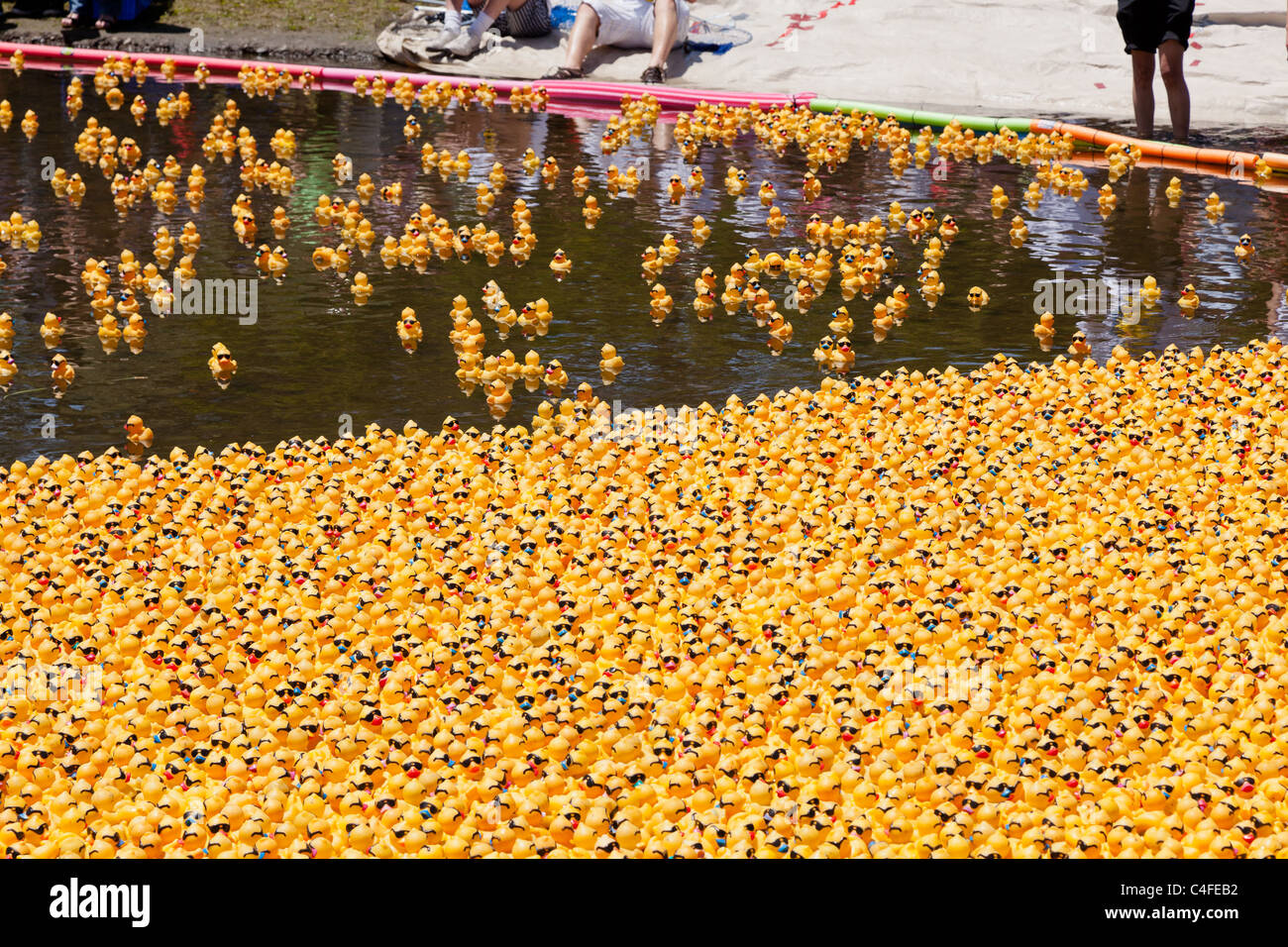 LOS GATOS, CA, USA - Juni 12: Die Quietscheentchen sind ihren Sommer bei der 4. jährlichen Silicon Valley Entenrennen in Vaso kicking off Stockfoto