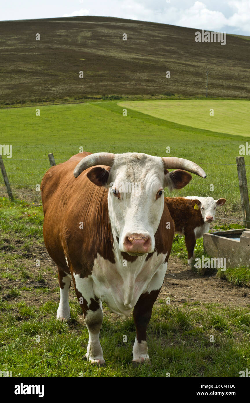Dh Hereford Kuh Kuh UK gehörntem Hereford Kuh braun und weiß Rindfleisch Kuh Tiere britischen landwirtschaftlichen Stockfoto