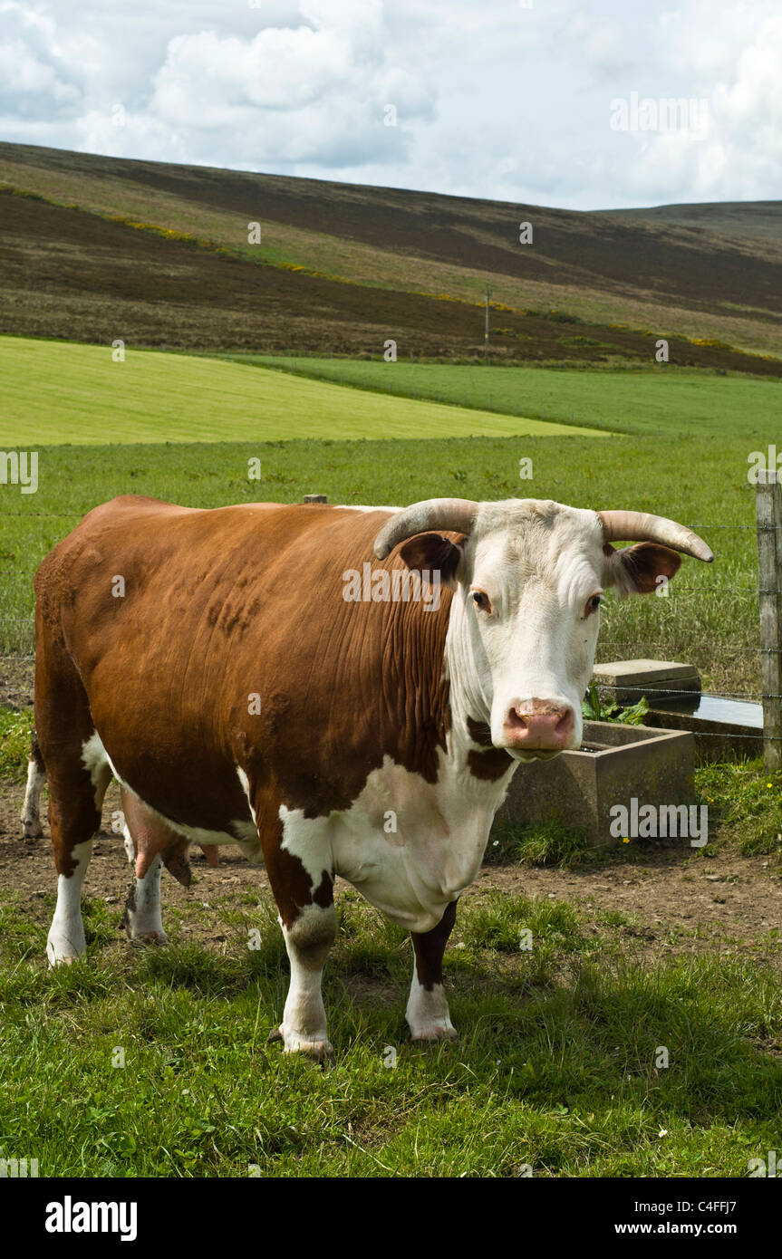dh Hereford Kuh UK gehörnte Hereford Kuh braun und Weißrindkuh britische landwirtschaftliche Nutztiere Kühe schottland Vieh Tier Stammbaum Stockfoto