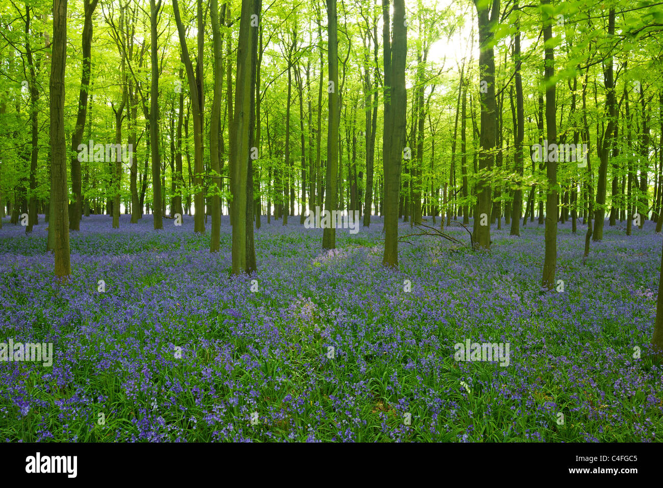 Glockenblumen in Holz, Hyacinthoides non-Scripta, Ashridge Estate, Hertfordshire, England, Vereinigtes Königreich UK, GB, Großbritannien, Stockfoto