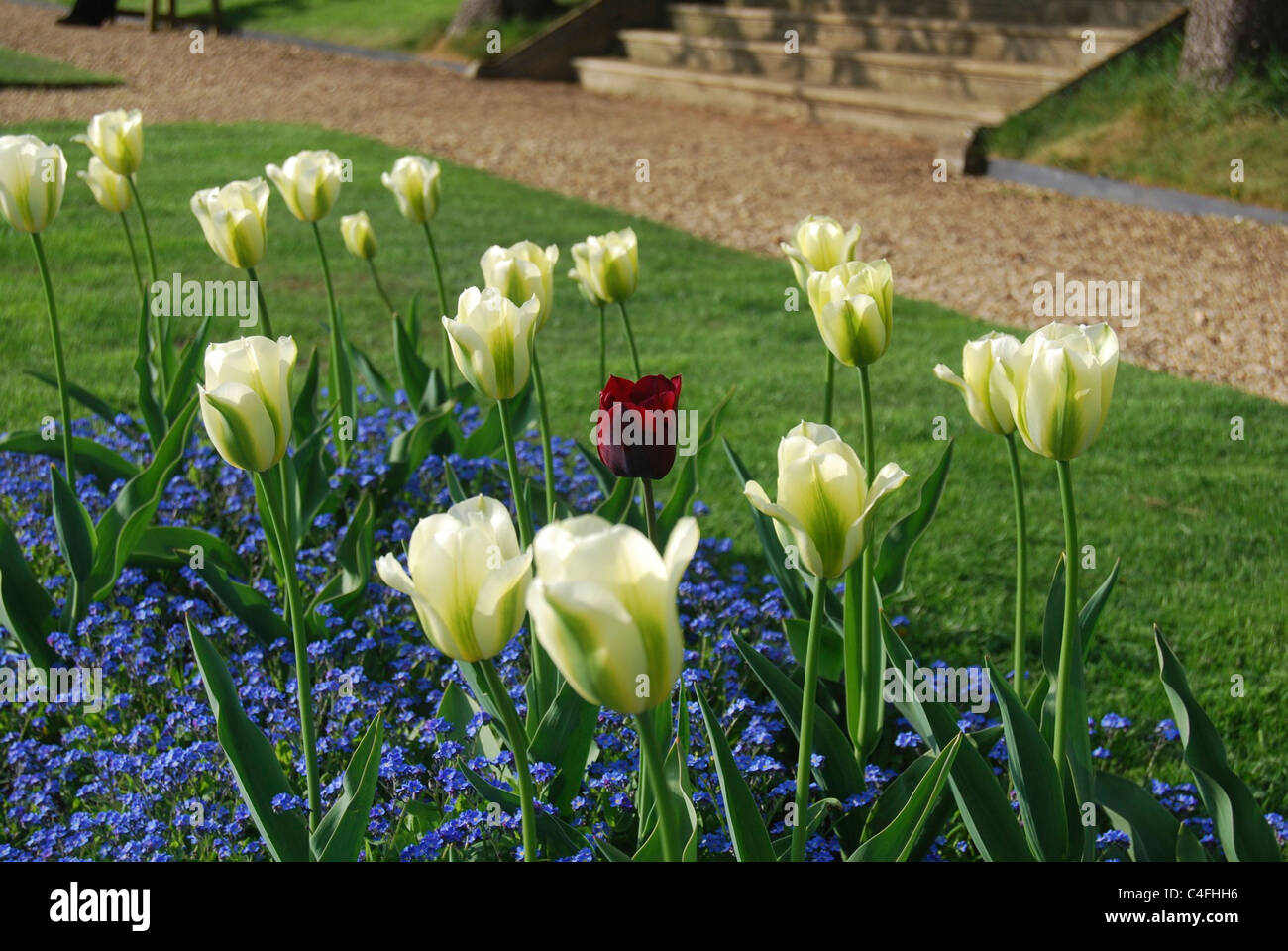 Eine Rose unter Tulpen Stockfoto