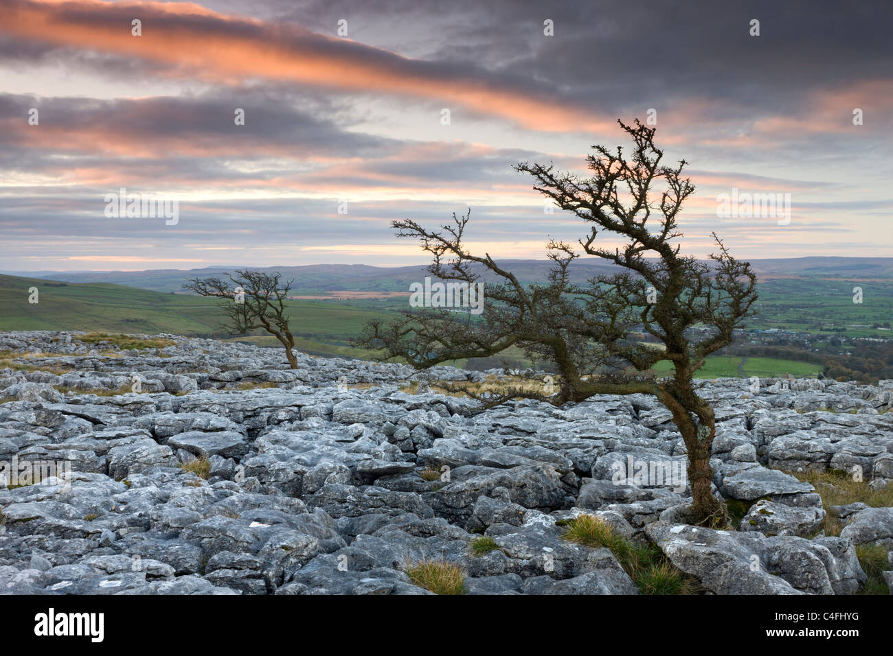 Weißdorn-Bäume wachsen durch den Kalkstein Pflaster auf Twistleton Narbe, Yorkshire Dales National Park verdreht Stockfoto