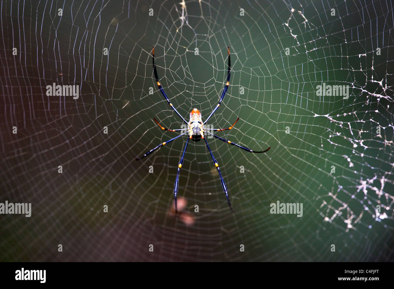 Eine Spinne in den Dschungel (Nephila Pilipes) Stockfoto