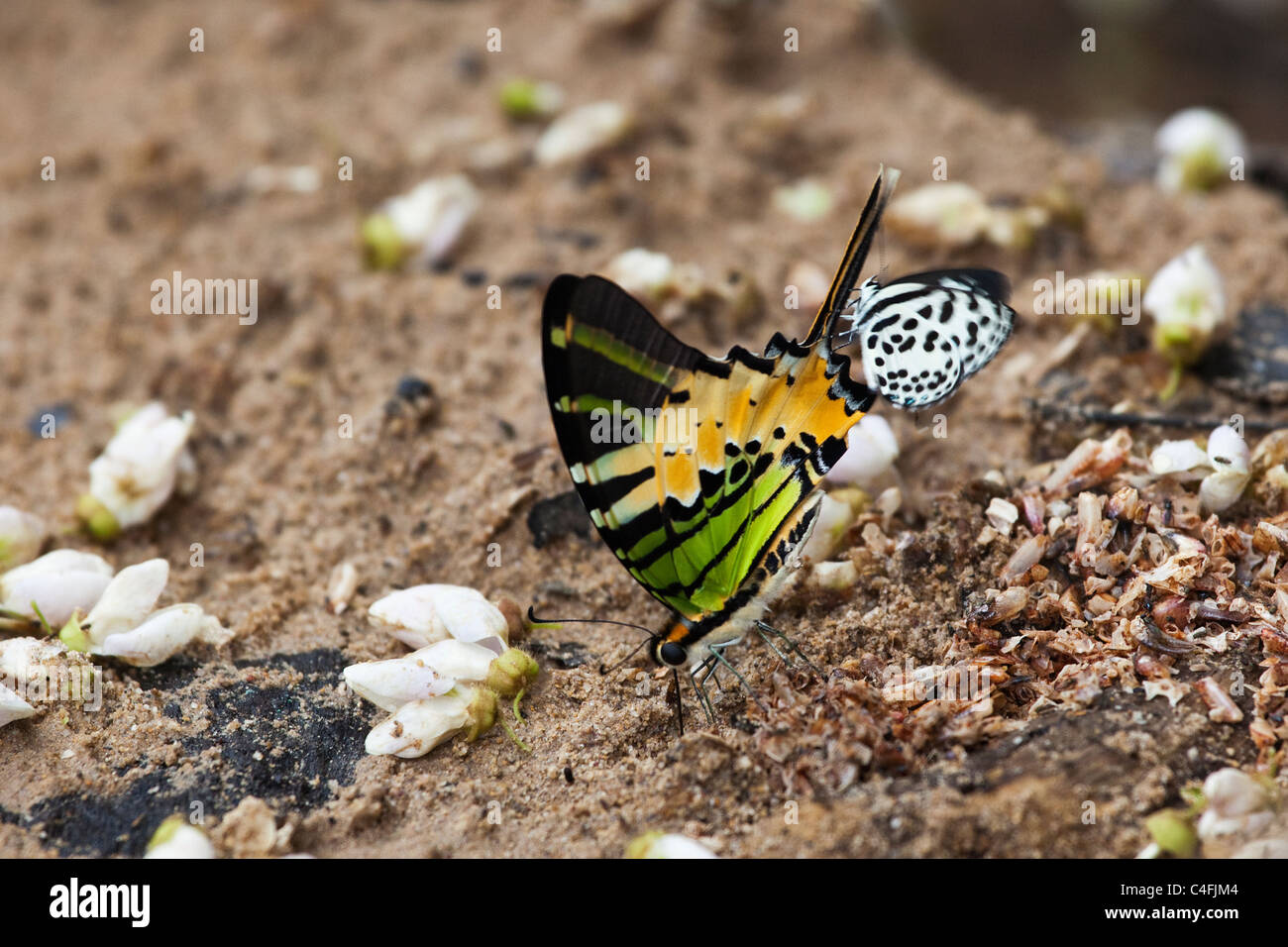 Eine fünf Balken Schwertträger (Graphium Antiphates Itamputi) Stockfoto