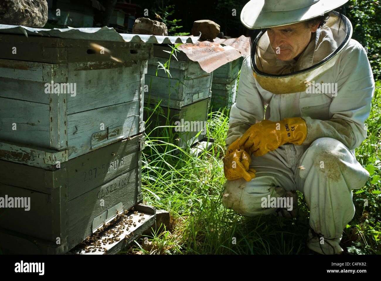 Bienenzucht in eine kleine Ausbeutung von einigen 20 Bienenstöcke, Anso, Huesca, Spanien, Europa. Stockfoto