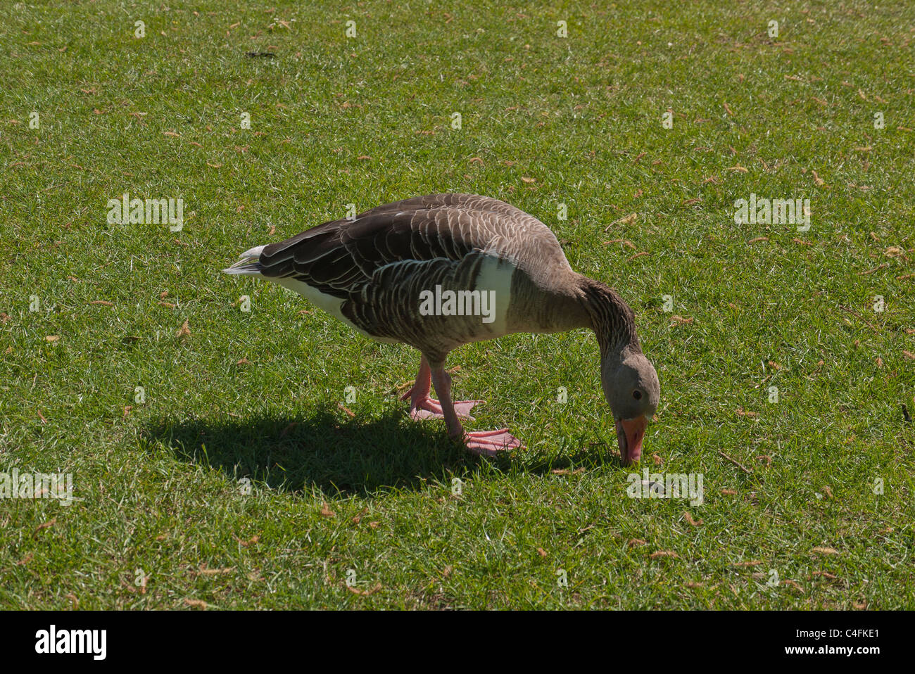 Ein einsamer Graugans, Anser Anser, eine alte Welt wandernde Gans Schürfwunden auf dem grünen Rasen im Olympiapark in München. Stockfoto