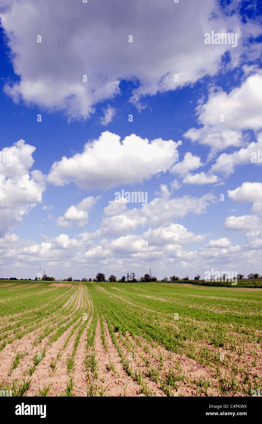 Landwirtschaftlichen Feldern voller Winter Samen im Frühjahr. Herrlicher Ausblick auf den Himmel mit Wolken. Stockfoto