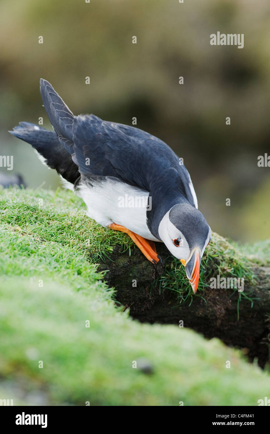 Papageitaucher (Fratercula Arctica) auf der Suche nach Burrow, Isle of Noss, Shetland-Inseln, Schottland Stockfoto