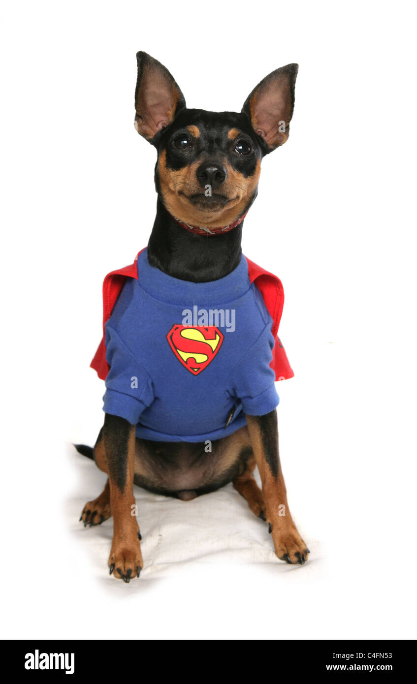 Hund tragen Superman-Kostüm Stockfoto