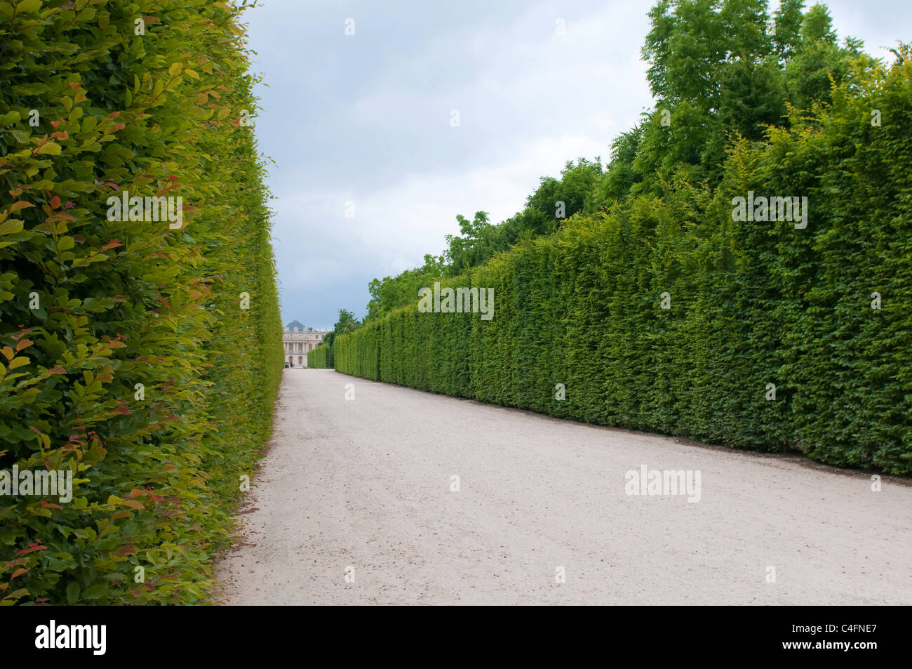 Reihe von geformten Bäumen entlang des Weges in Versailles Gardens, Paris, Frankreich. Stockfoto