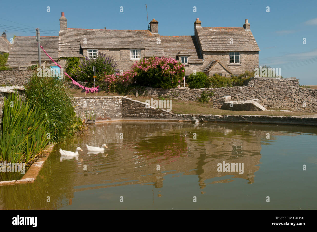 Der Dorfteich bei Wert Matravers, in der Nähe von Swanage, Dorset, UK. Juli. Stockfoto