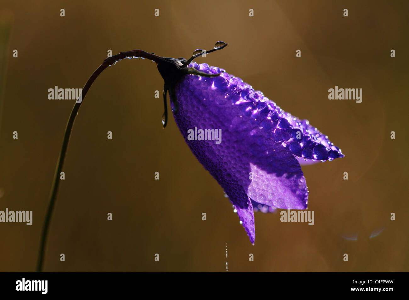 Glockenblume (Campanula Rotundifolia) mit Tau-Tropfen am Morgen Stockfoto