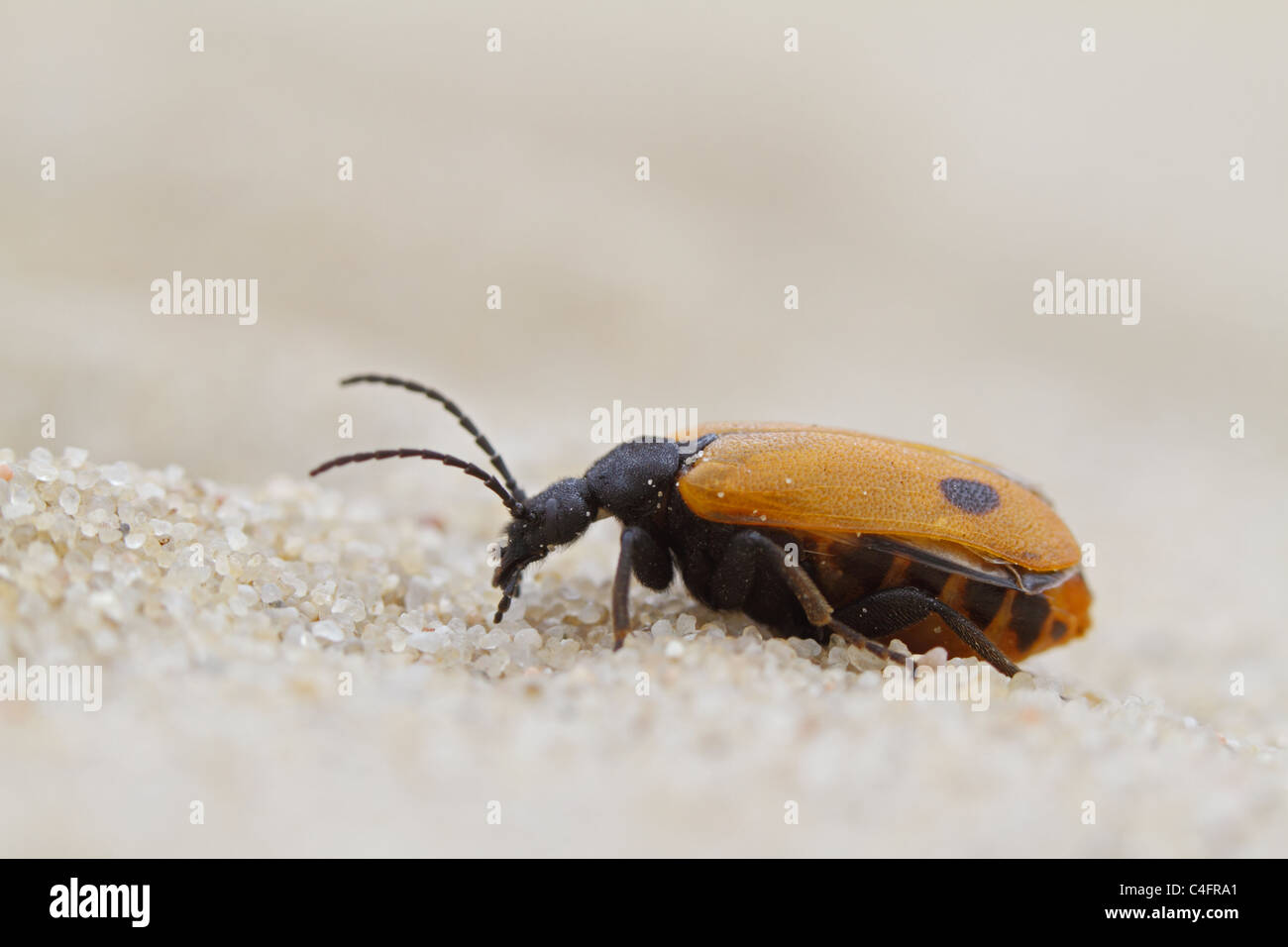 Frühe Blister Beetle (Apalus Bimaculatus). Stockfoto