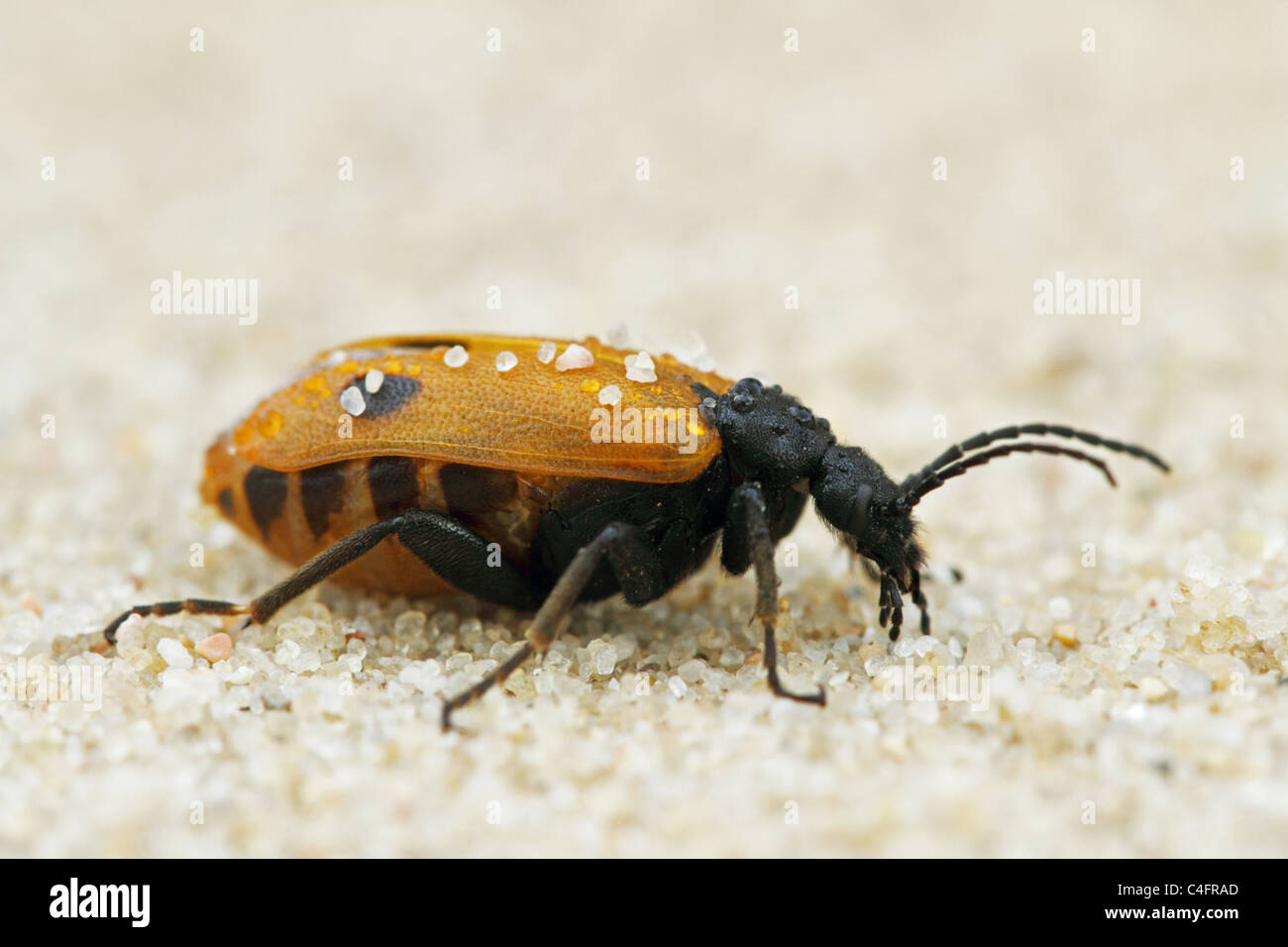 Frühe Blister Beetle (Apalus Bimaculatus). Stockfoto