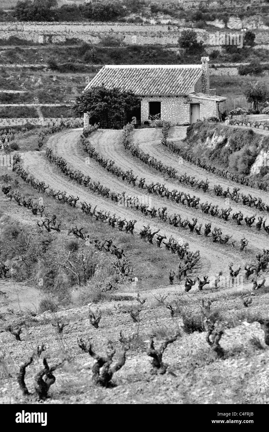 Terrassierten Weinberg, Benitachell, Costa Blanca, Spanien. Stockfoto