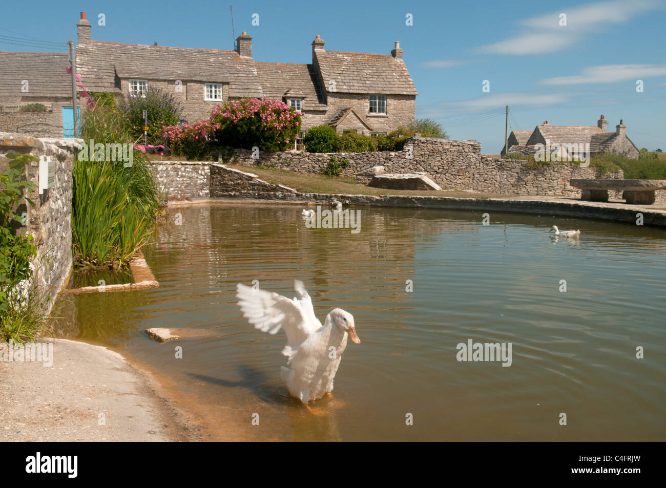 Der Dorfteich bei Wert Matravers, in der Nähe von Swanage, Dorset, UK. Juli. Stockfoto