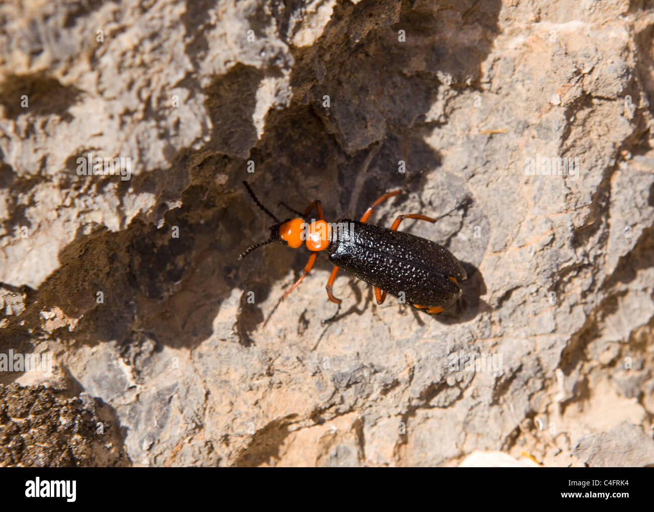Wüste Blister Beetle - Mojave-Wüste, Kalifornien, USA Stockfoto