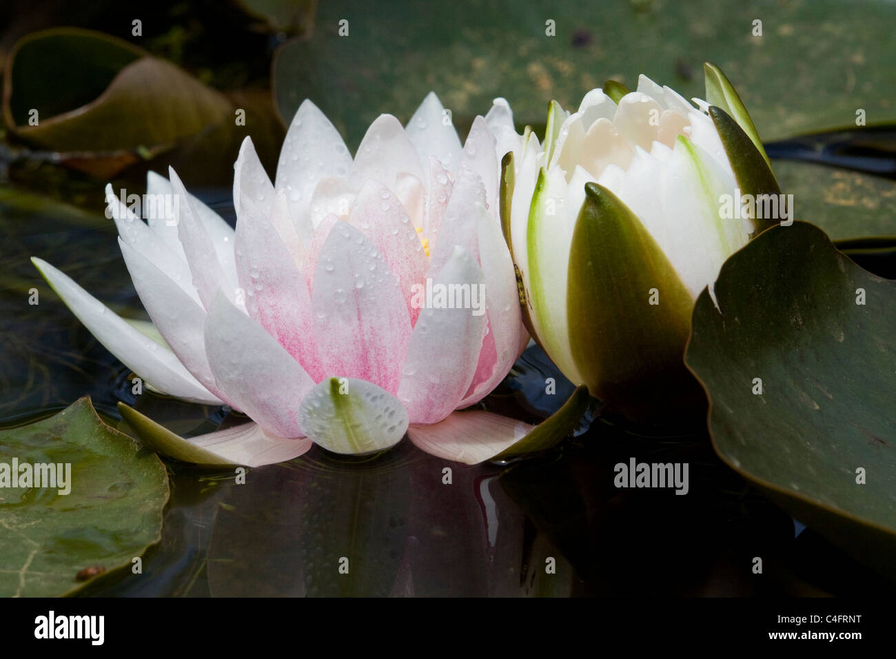 Seerosen wachsen in einem Teich, Nymphaeaceae Stockfoto