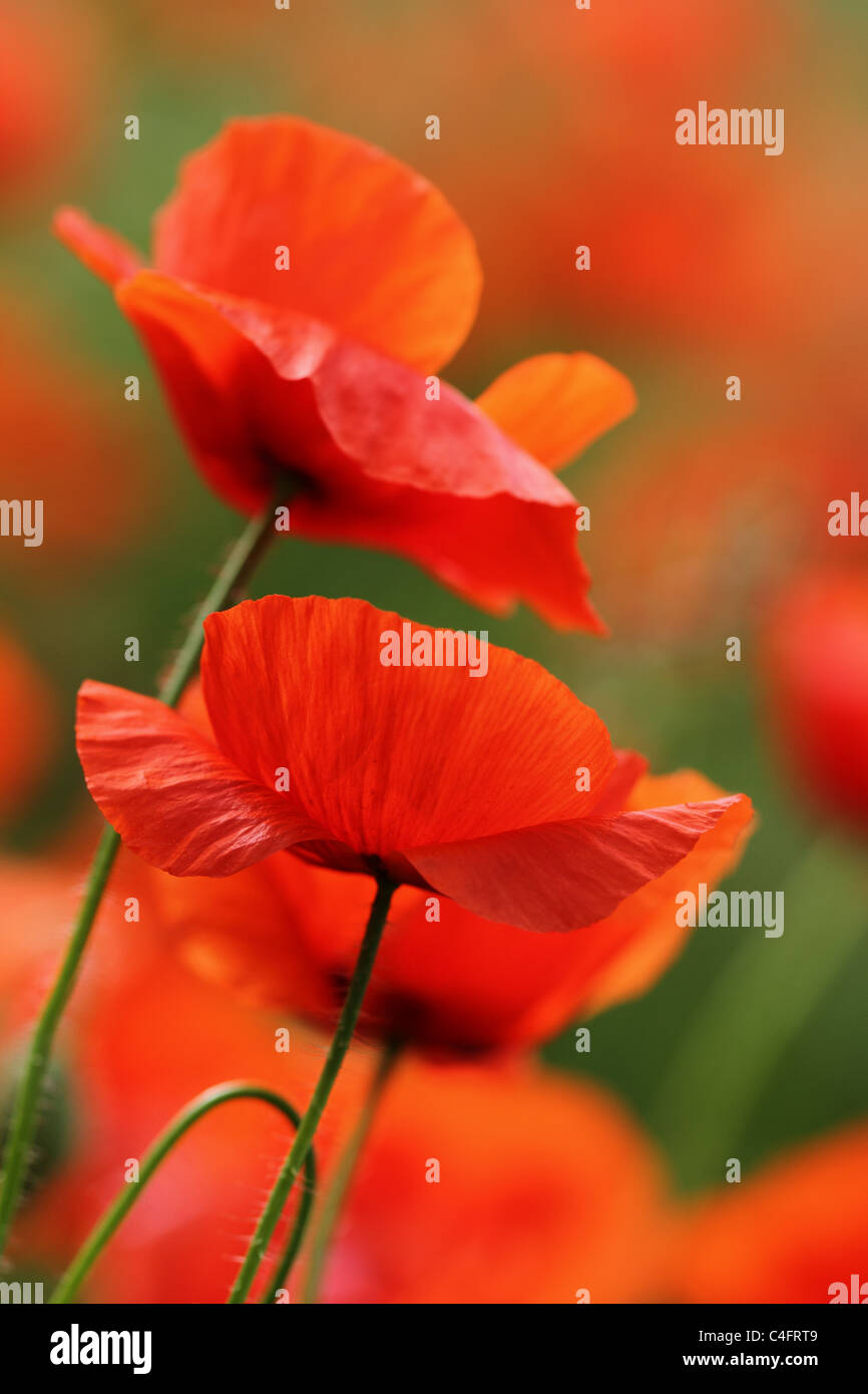 hinterleuchtete Mohn (Papaver sp.) Stockfoto