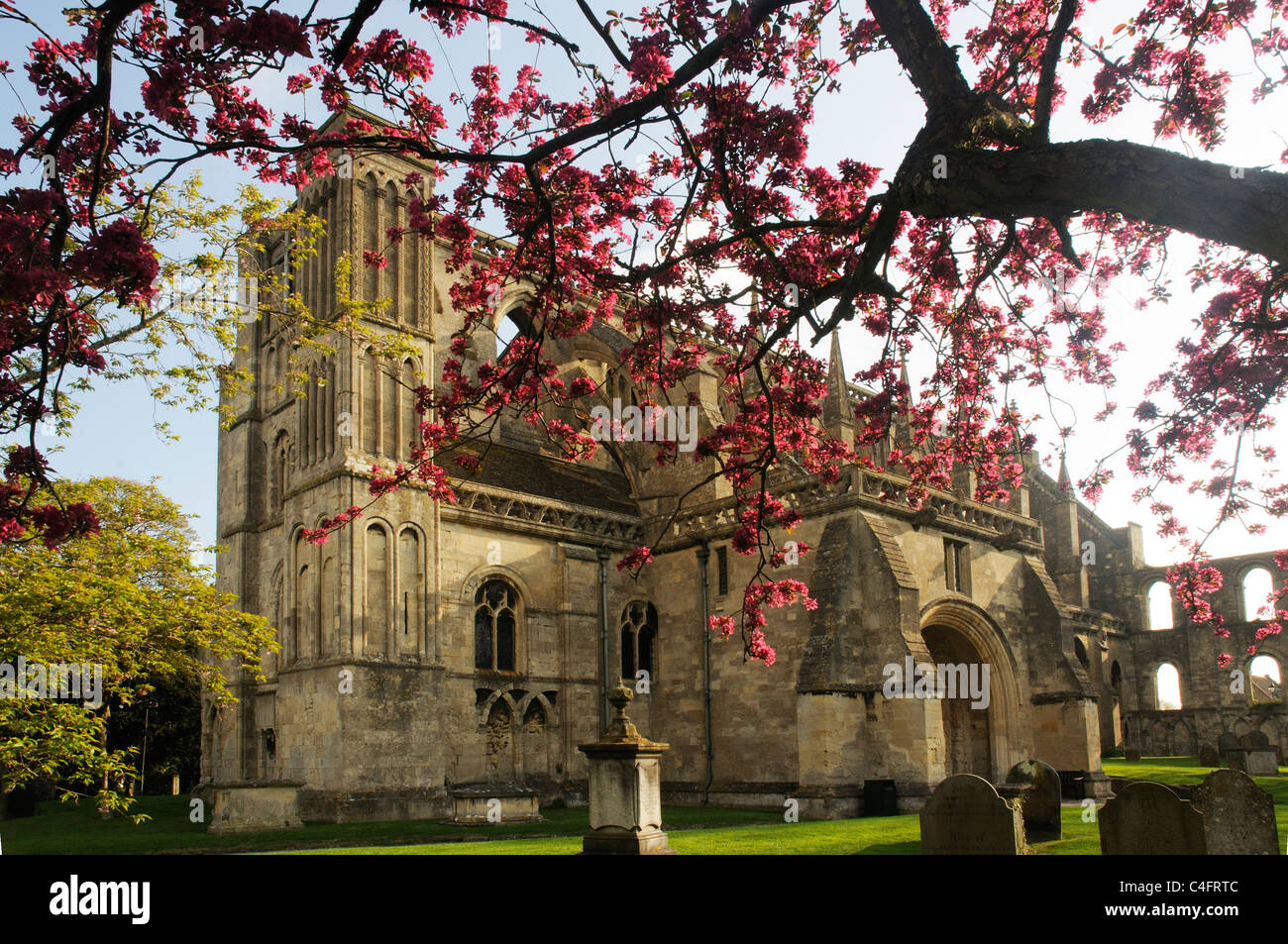 Frühlingsblumen in Malmesbury Abbey, Wiltshire, England Stockfoto