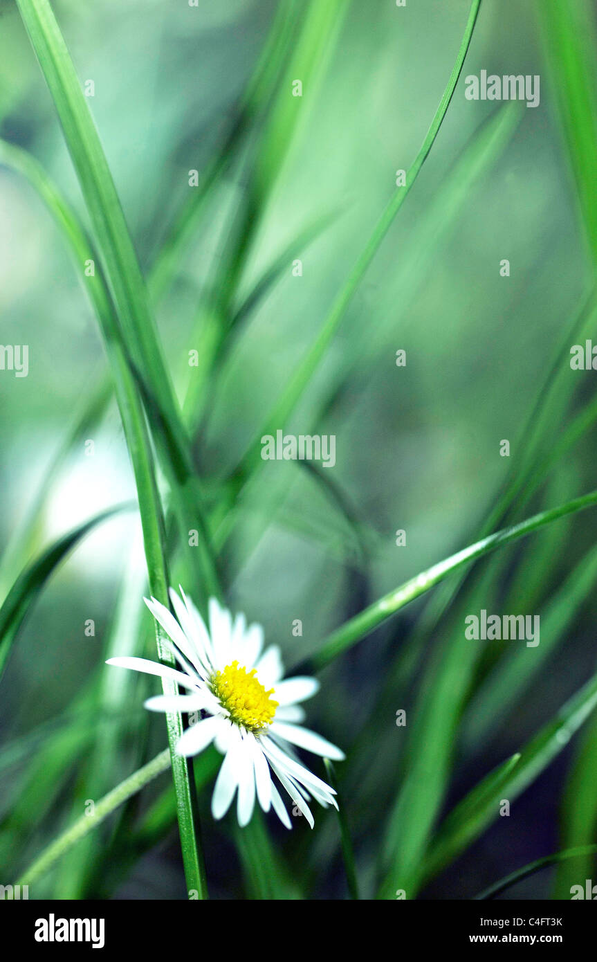 Nahaufnahme von Oxeye Daisy wächst unter dem Rasen Stockfoto