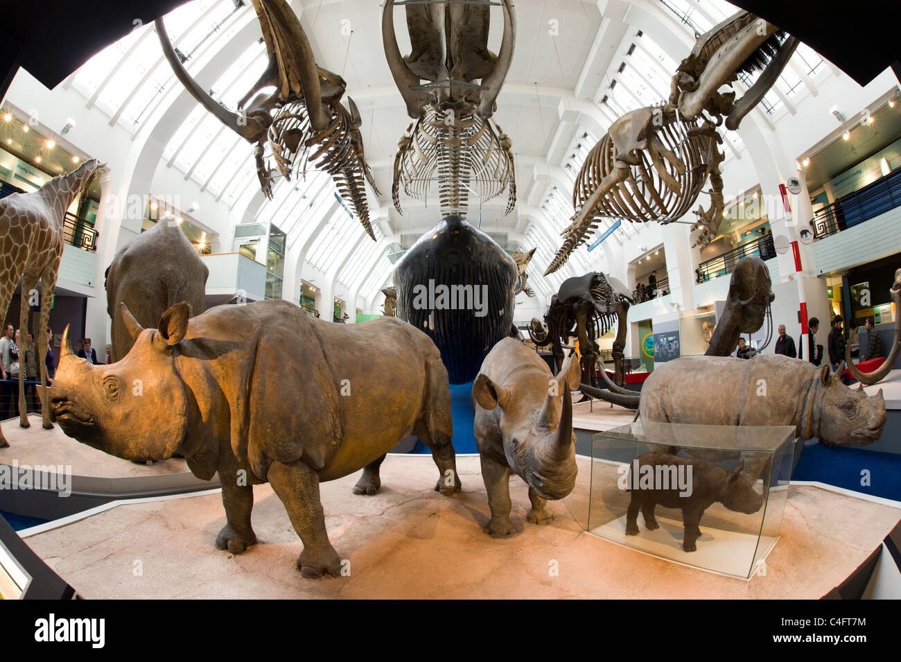 Lebensgroße Modelle von Säugetieren im Natural History Museum, London, UK Stockfoto