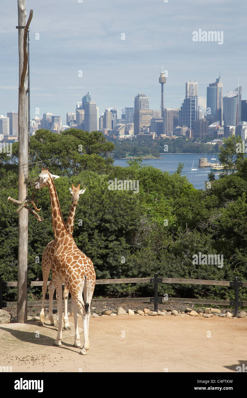 Giraffen im Taronga Zoo mit der CBD im Hintergrund, Sydney, New South Wales, Australien Stockfoto