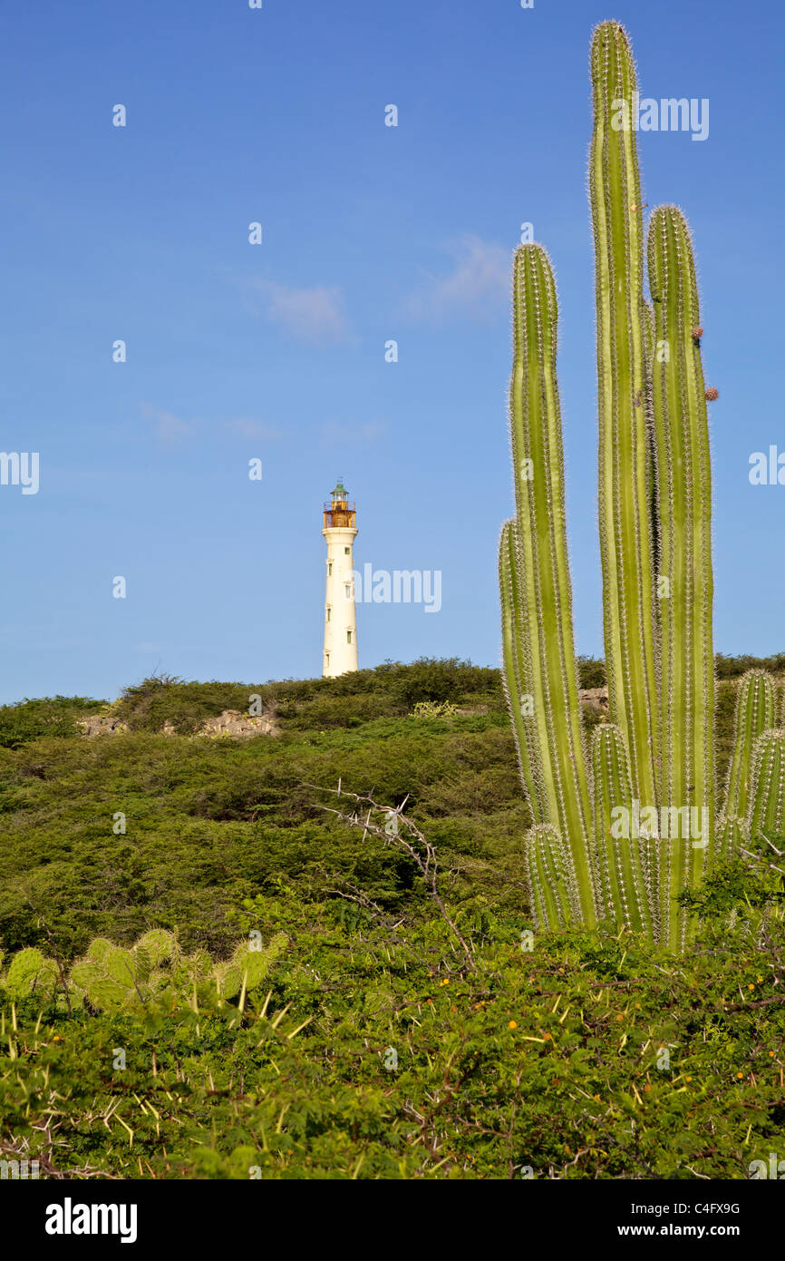Kaktus in der Wüste von Aruba mit dem California-Leuchtturm im Hintergrund Stockfoto