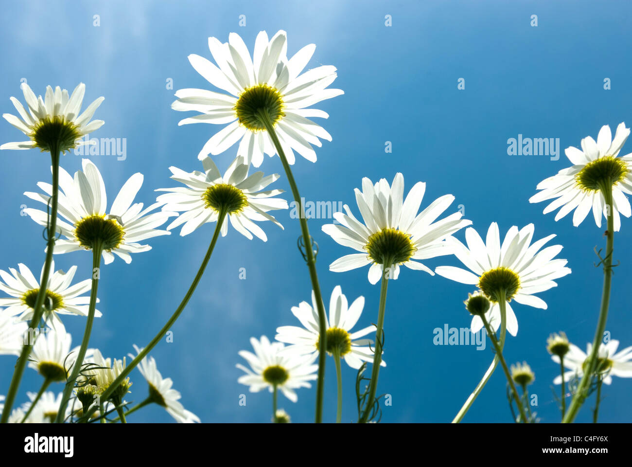 Blumen auf farbigen Hintergrund, Blumen-Serie, Stockfoto